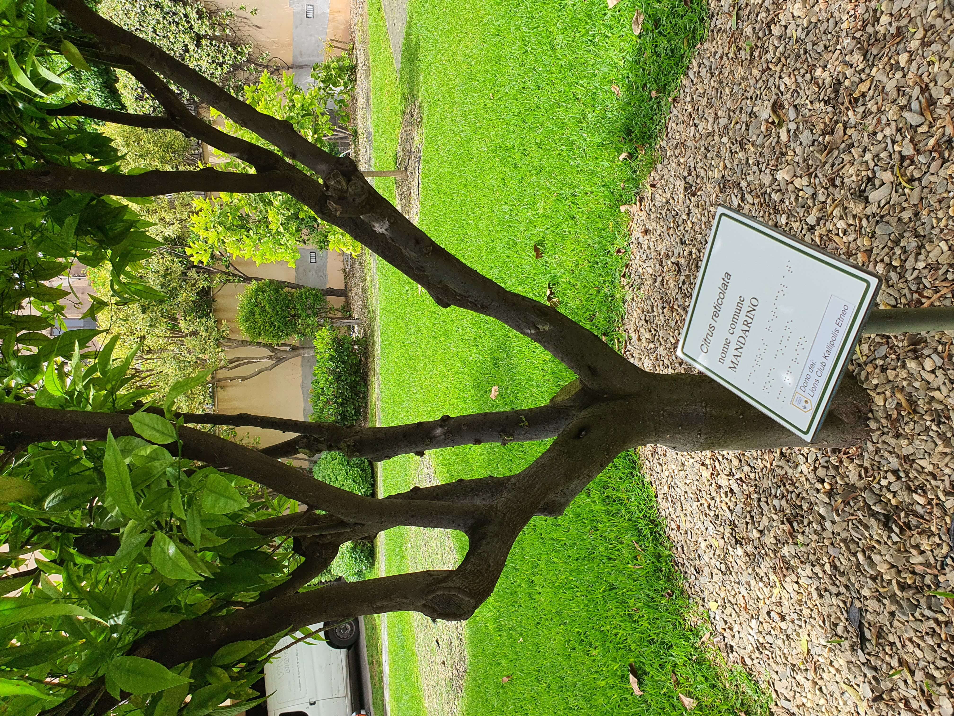 Albero di mandarino in un orto botanico con cartellino identificativo contenente il nome scientifico e la traduzione in Braille.