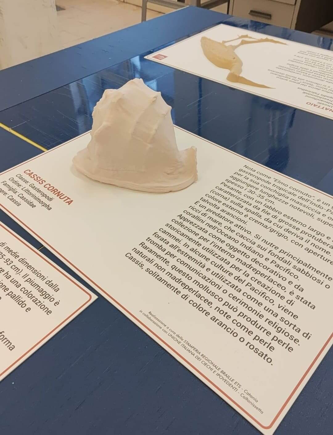 Riproduzione tattile tridimensionale di una conchiglia Cassis Cornuta, accompagnata da una scheda descrittiva ad alta leggibilità.