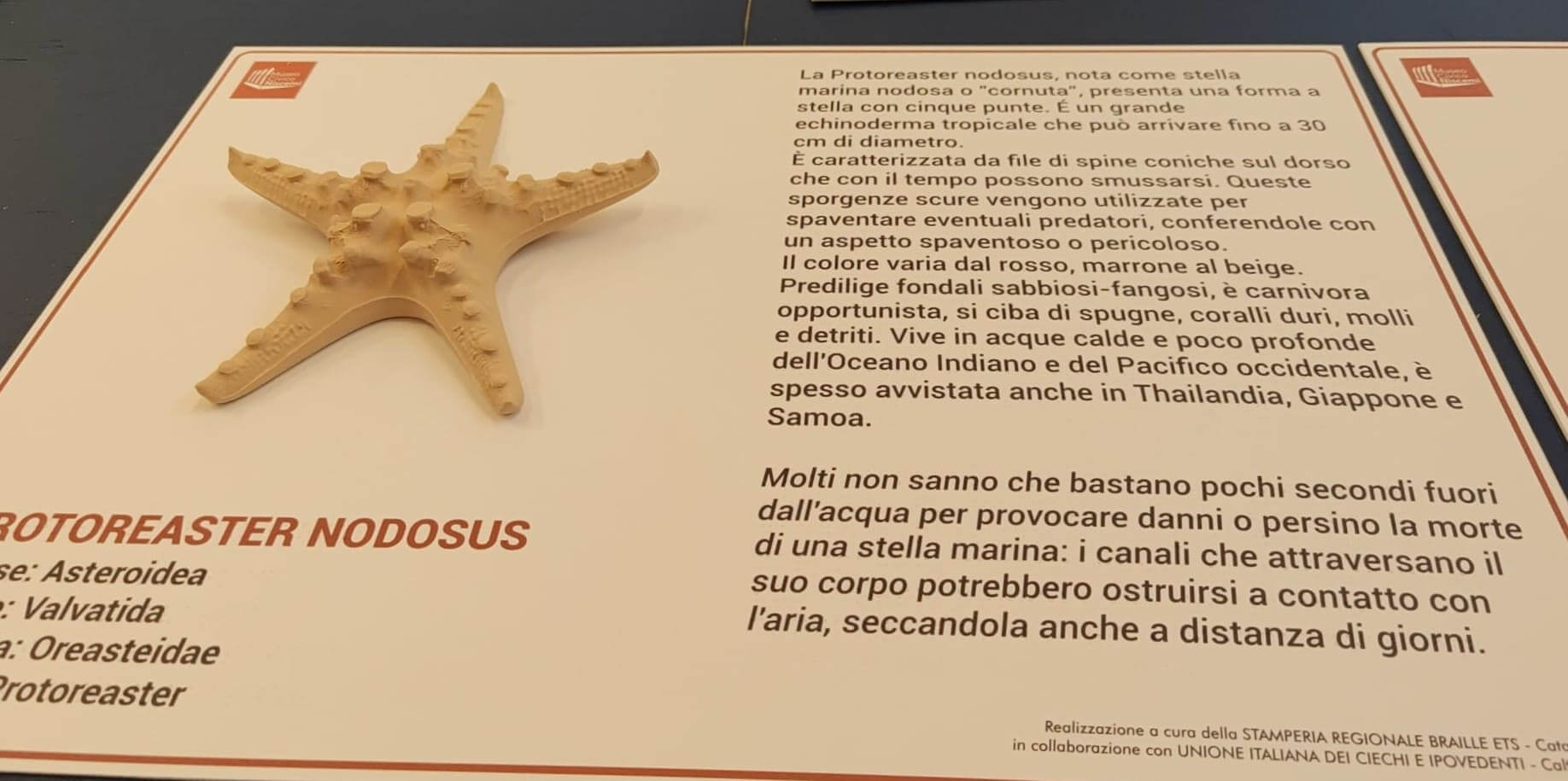 Modello tattile di una stella marina nodosa (Protoreaster nodosus) con dettagliata scheda informativa su biologia e habitat.