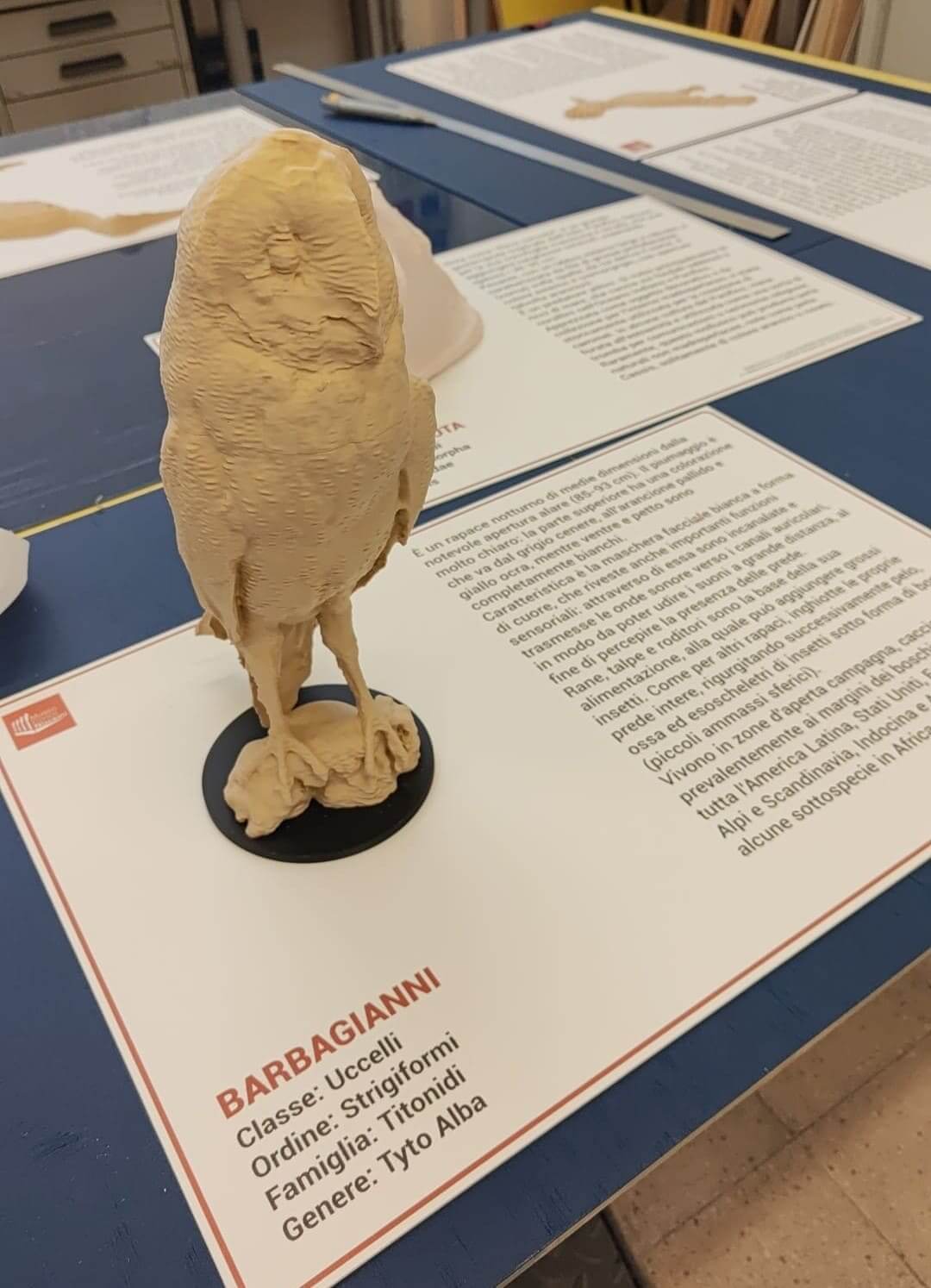 Riproduzione plastica di un barbagianni su piedistallo, progettata per l'esplorazione tattile delle caratteristiche fisiche del rapace notturno.